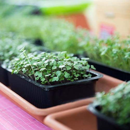 micro slow food